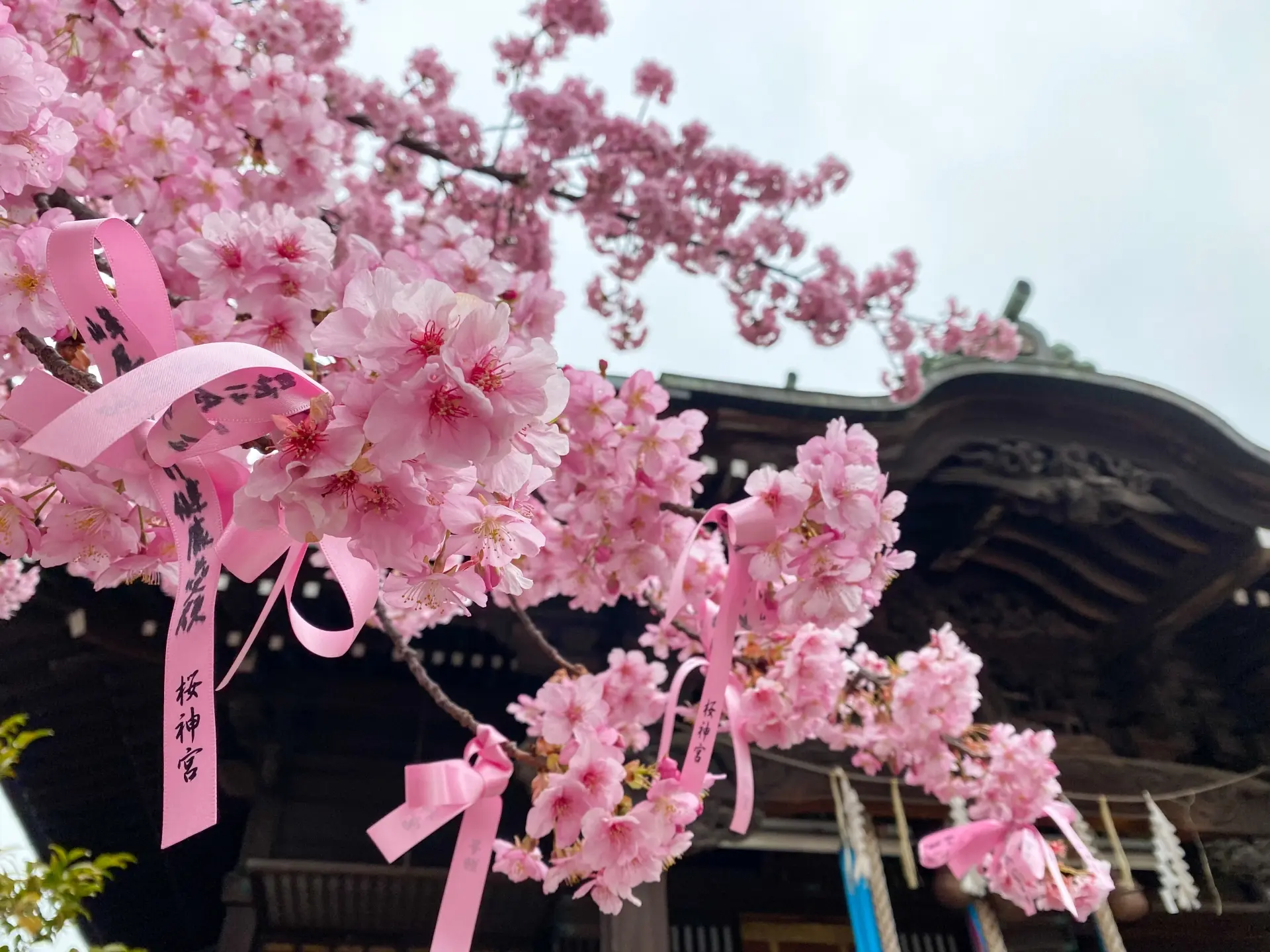 「桜神宮の春、満開の桜と縁結びの花帯が織りなす幻想的な風景。妄想参拝でも心を射抜く美しさ。」