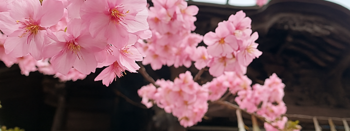 桜神宮 桜 癒し旅 桜の写真