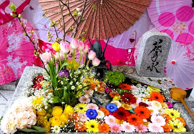 チューリップやガーベラが彩る花手水、和傘と龍の口が演出する春の神社風景