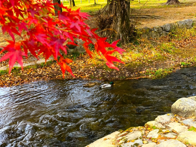 赤く色づいた紅葉の枝が川辺にかかり、川には2羽の鴨が泳いでいる秋の風景。