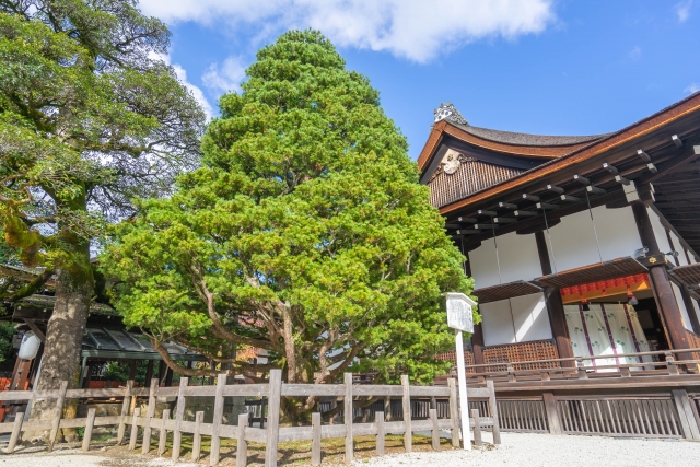 上賀茂神社のご神木と拝殿。木の緑と社殿の伝統建築が美しく調和している。
